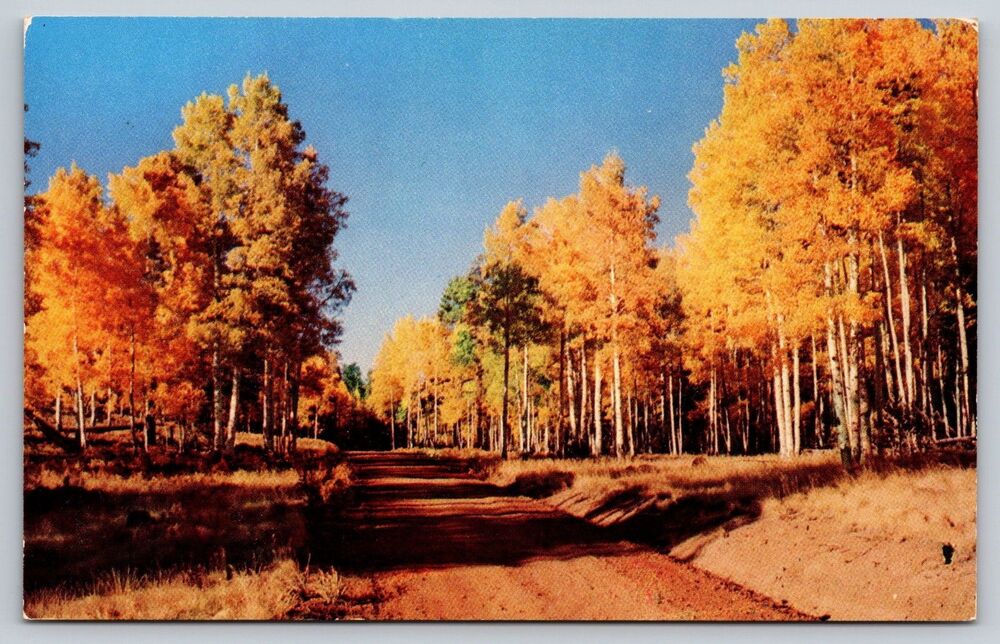 Postcard Nature's Finest Display Fall Autumn Country Road Leaves Changing c1960s